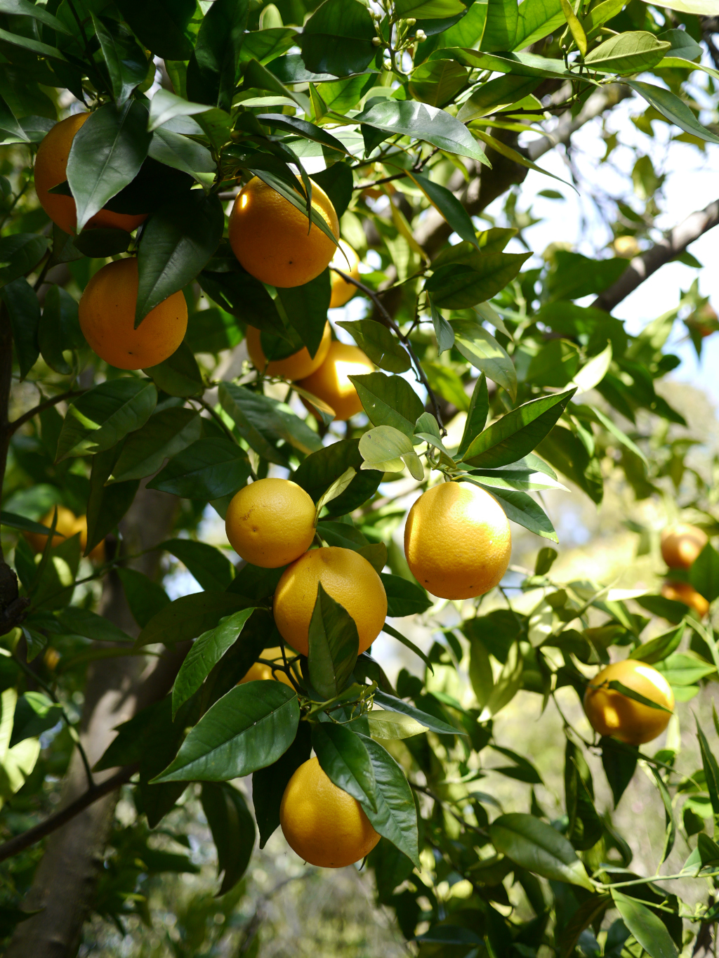Sample Panasonic GX1 + 20mm Photo: Oranges in a tree