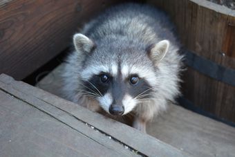 2017-04-29 Raccoon